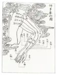Acupuncture points and meridians: the arm