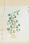 Ming herbal (painting): Stephania