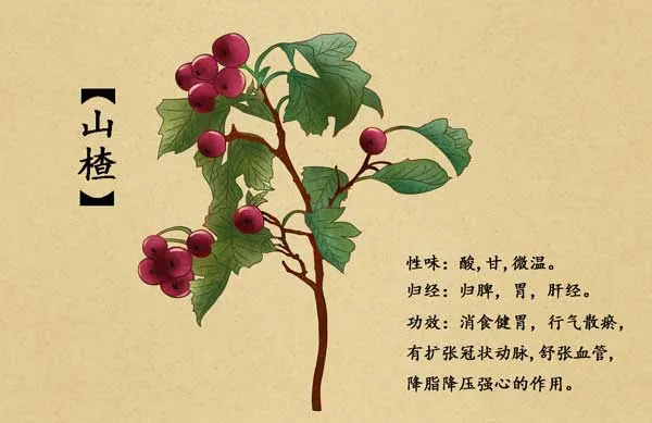 Watercolor of Chinese Herb