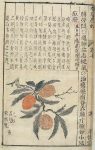 Chinese Materia Medica (17th century): Lychee