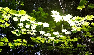 Nature Flowers