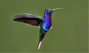 Humming Bird